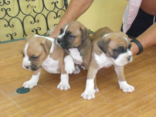 BOXER MACHOS