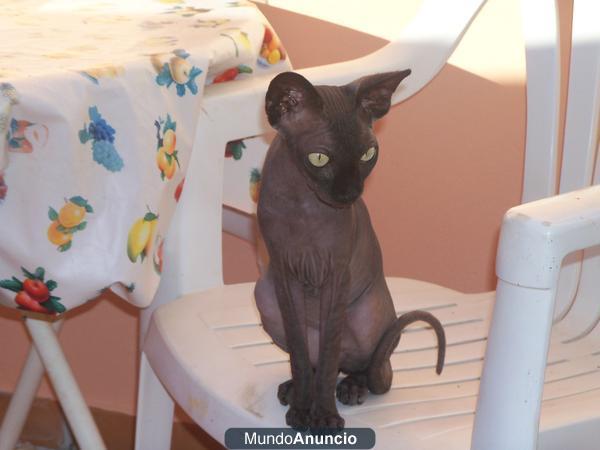 Gata sphynx adulta  en venta