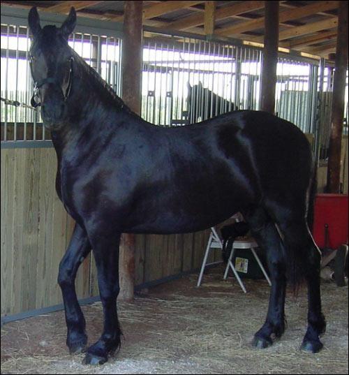 gleding cavalo Friesian para adoção (carinamontana1958@gmail.com)