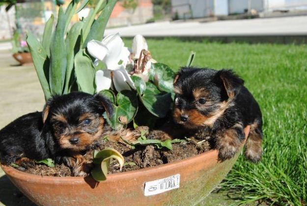 Preciosa camada de yorkshire, dos hembras y un macho super pequeños.