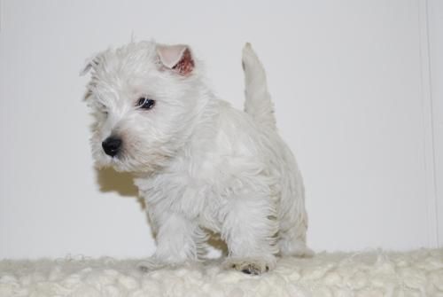 Preciosos WESTY - Efecto Plata - Listos para entregar con 2 meses - Pedigree - LOE - www.animalflower.es