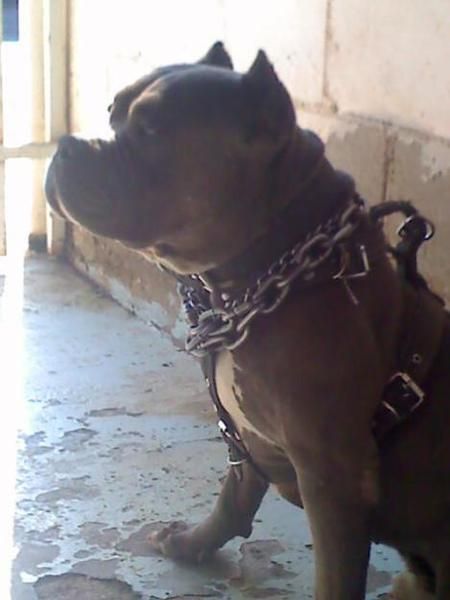 regalo pit bull macho