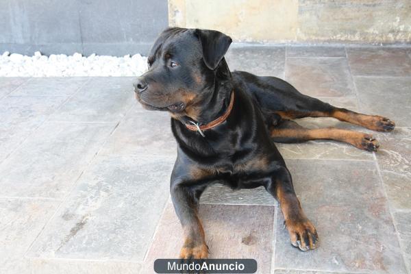 se ofrece gratis precioso rottweiler para montas.