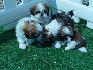 se vende camada de shihtzu