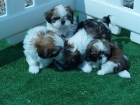 se vende camada de shihtzu - mejor precio | unprecio.es