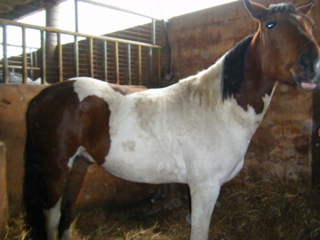 vendo caballo español con americano 3 años