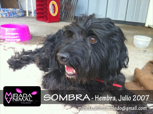 Sombra en adopción