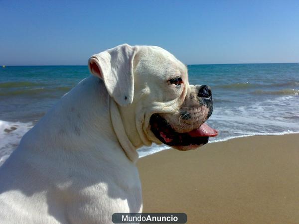 Boxer completamente blanco, buena familia, caracter centrado y muy fibrado