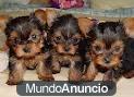 Cachorras de Yorkshire terrier 100   euros.