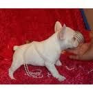 Cachorros Bulldogs frances