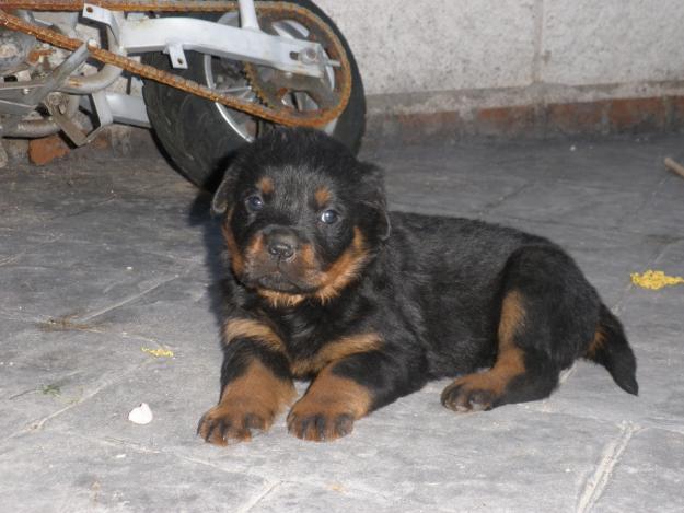 CAMADA DE ROTTWEILERS