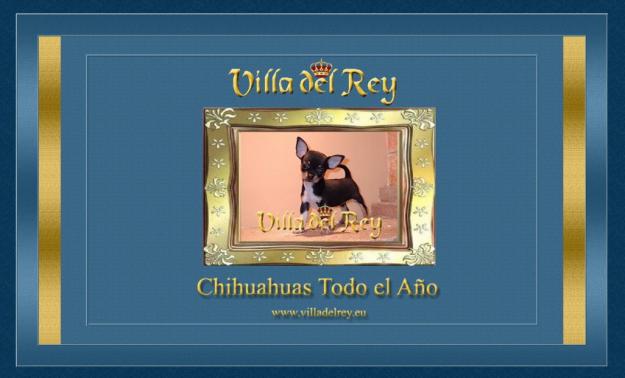 Chihuahuas de Villa del Rey