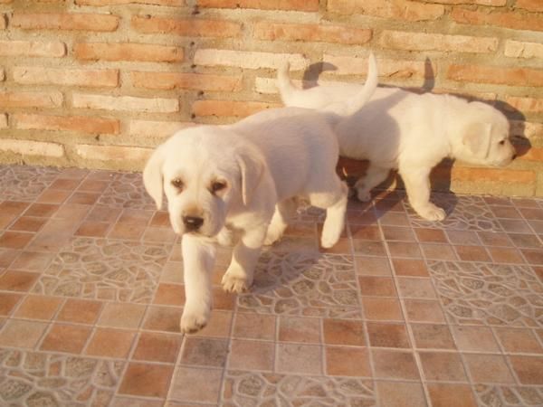 Impresionantes cachorros de Labrador Retriever color crema con pedigree.