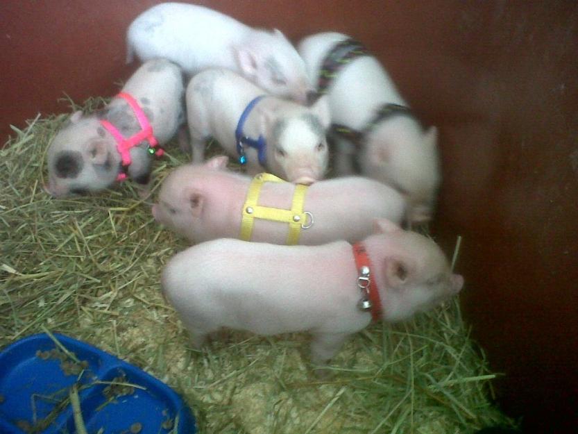 Quiero un cerdito mini pig