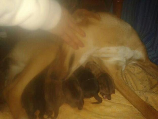 Vendo 2 cachorros de american stanford macho y hembra