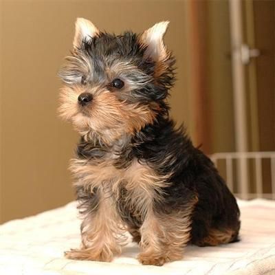 Yorkshire Terrier standard y miniatura 141