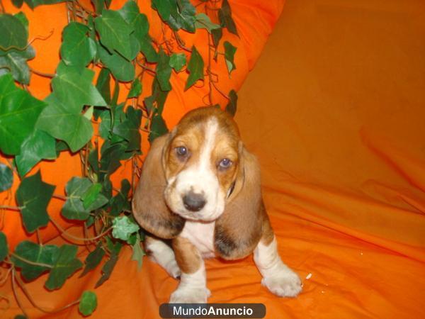 BASSET HOUND con Garantía Veterinaria en CADELLS.CAT, Nurserie, CACHORROS, CRIADERO , VENTA.  Cachorros de Basset Hound