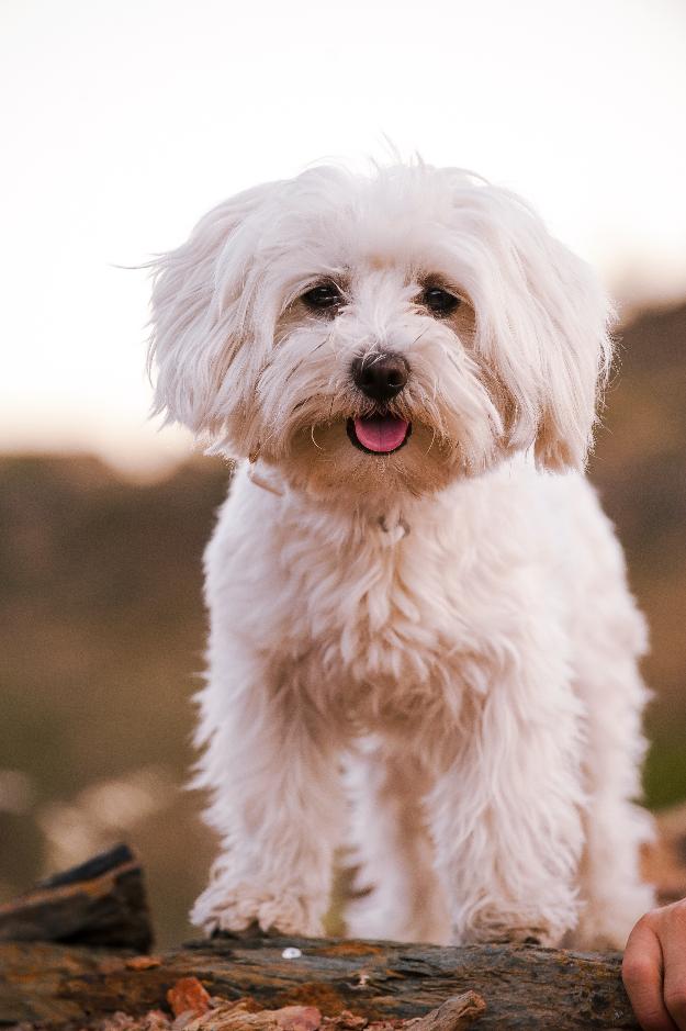 bichón maltés para cruzar