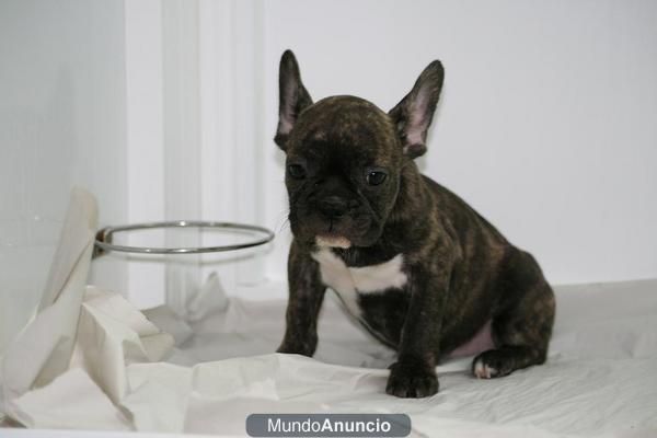 SE VENDEN BULLDOG FRANCES VACUNADOS