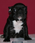 BULLDOG FRANCES - mejor precio | unprecio.es