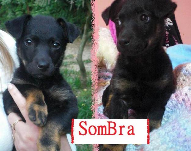 Cachorrita pequeña-mediana en adopcion