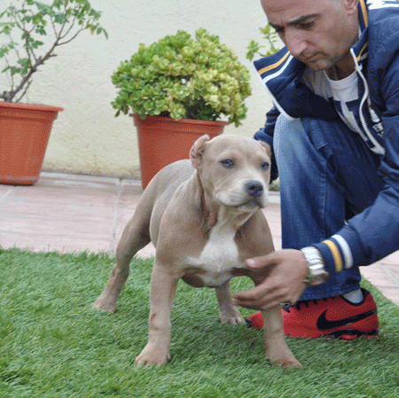 cachorros de americanbully