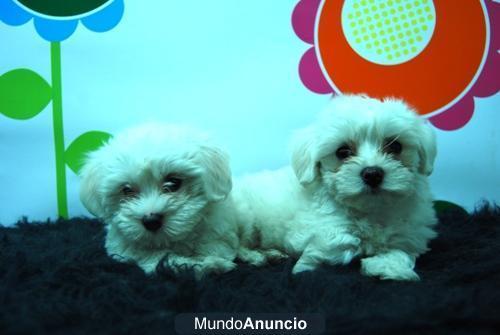 cachorros de bichon maltes , criados en casa