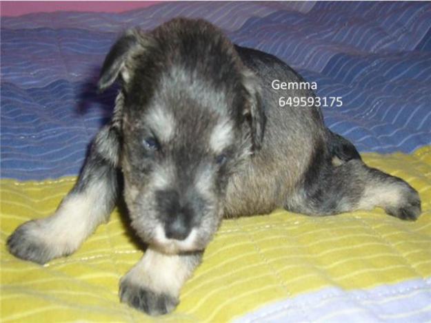 cachorros de schnauzer miniatura Sal y Pimineta