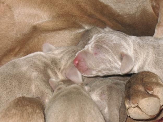 Cachorros weimaraner