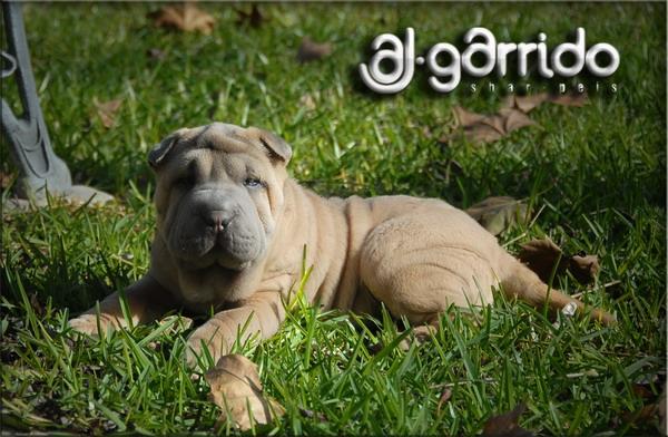 CAMADA DE SHARPEI AJGARRIDO´S