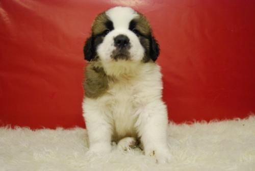 Espectaculares cachorros de san bernardo, calidad y garantia