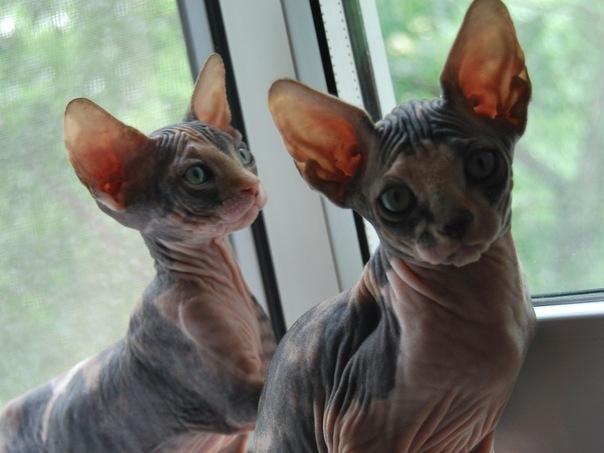 GATITOS  SPHYNX  (MUY ECONOMICOS)