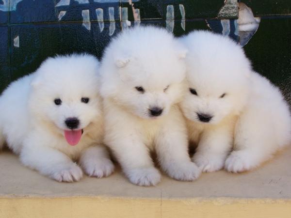 SAMOYEDOS CACHORROS DE CALIDAD