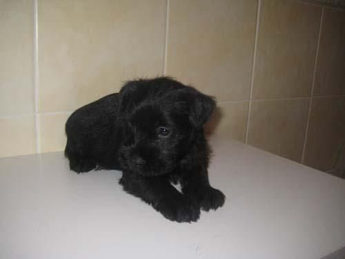 SCHNAUZER MINIATURA EN SAL Y PIMIENTA Y NEGROS 380