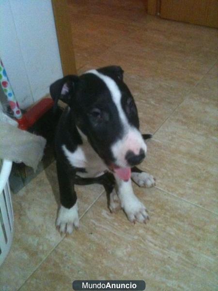 se vende precioso bullterrier