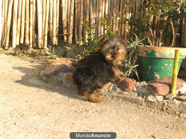 SERIEDAD, PARTICULAR VENDO CACHORRO YORKSHIRE, 350 EUROS, MUY MUY PEQUEÑO