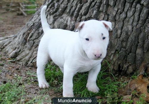 .Libre Bull terrier  .(mutengene@hotmail.com  )