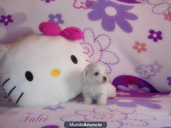 Bichon Maltes precioso cachorro - venta