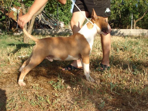 bull terrier para montas