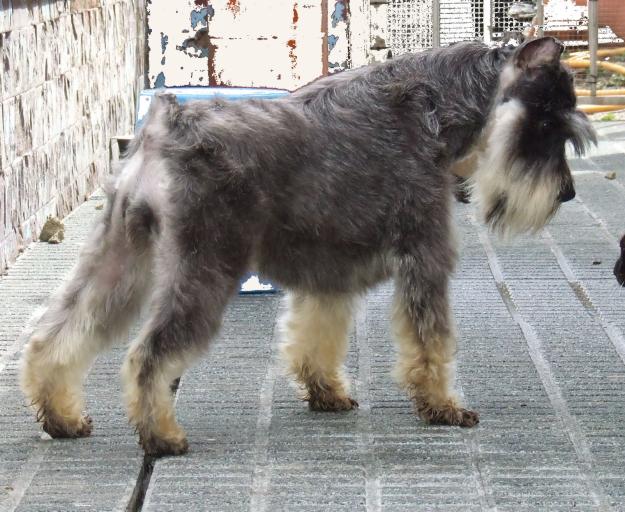 cachorra hembra schnauzer mini sal y pimienta