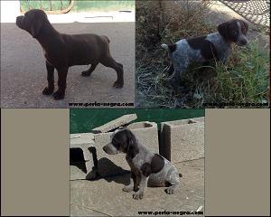 CACHORROS DE BRACO FRANCES