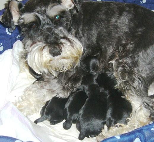 Cachorros de schnauzer minis , machos y hembras