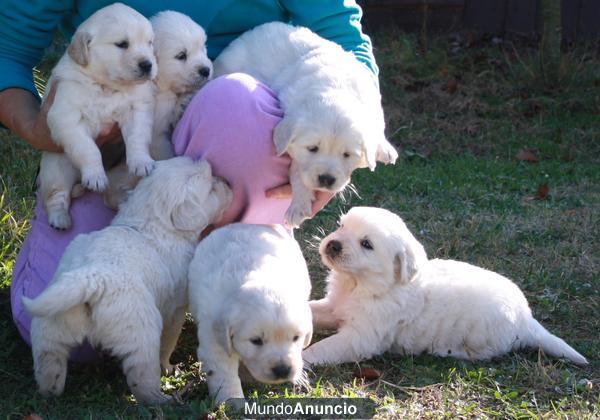 Cachorros Golden Retriever con Pedigree