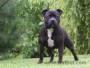 Compro american staffordshire bull terrier.