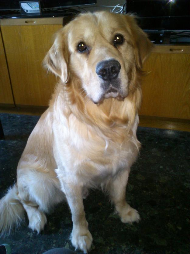 Golden Retriever Busca Novia