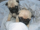 Nuevos Cachorros de Carlino PuG, Asturias, cachorro 150Ã¢â Â¬ - mejor precio | unprecio.es