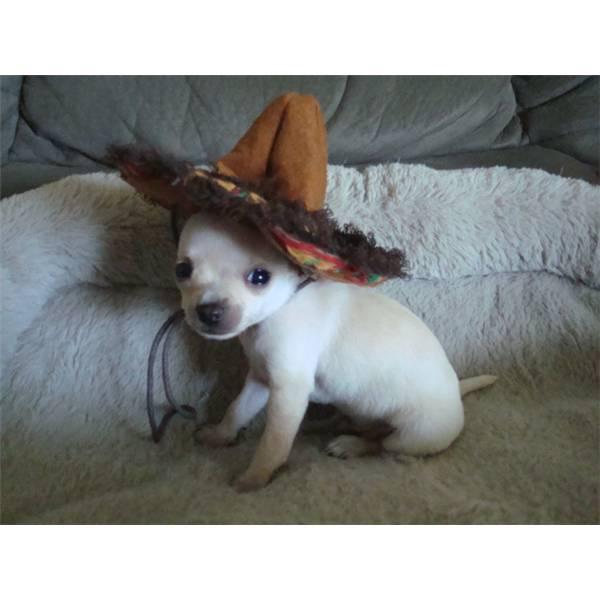 Pequeños Teacup Chihuahua cachorros a la venta! 10 semanas de edad