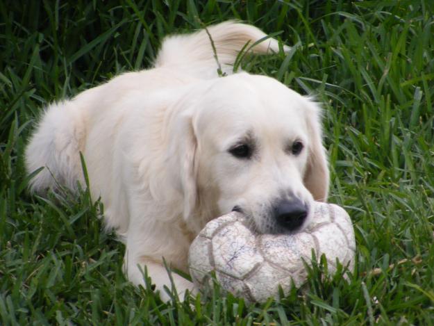 Proxima camada de golden retriever por 250e.autenticos