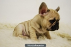 Bulldog frances Cachorros color fanw Excelentes para entregar - mejor precio | unprecio.es