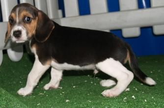 Cachorros de Beagle, no te quedes sin el